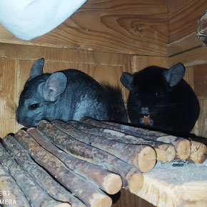 Néa et Hercule mes partenaires en médiation par l'animal en Alsace