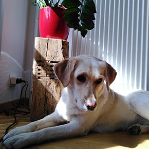 Louna, ma partenaire guide en médiation par l'animal en Alsace