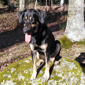 Naya ma partenaire en médiation par l'animal en Alsace